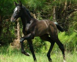 Conquistadora Roy Conquistadora Roy