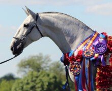 Fresona Roy Fresona Roy