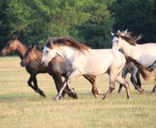 RHF Levante RHF Levante