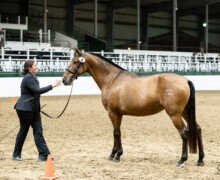 Felina Roy Felina Roy