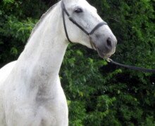 RHF Fortuna RHF Fortuna