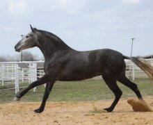 Gavilana Roy Gavilana Roy