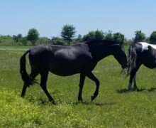 RHF Luminaria RHF Luminaria