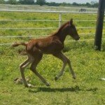 RHF Runa - Royal Horse Farms, RHF PRE, rhfpre.com P.R.E. Andalusian Horses RHF Runa