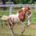 RHF Roslin RHF Roslin