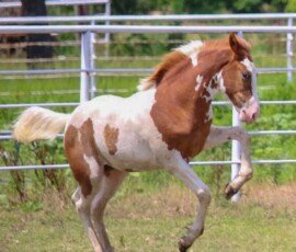 RHF Roslin RHF Roslin