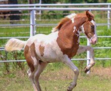 RHF Roslin RHF Roslin