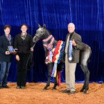 RHF Regala
Multi National Champion - USEF Horse of the Year RHF Regala