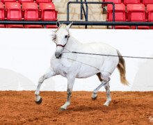 RHF Gitana RHF Gitana