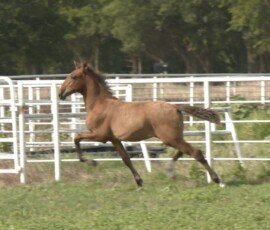 RHF Salero
