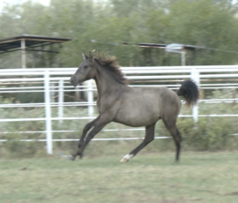 RHF Saturno