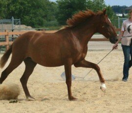 RHF Sajon
