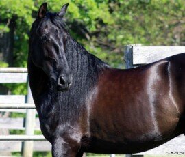 RHF Nochero
