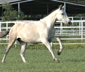 RHF Rondena