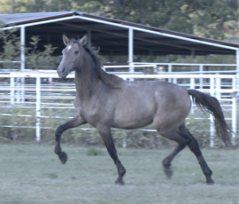 RHF Viento